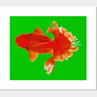 Tosakin goldfish Posters and Art